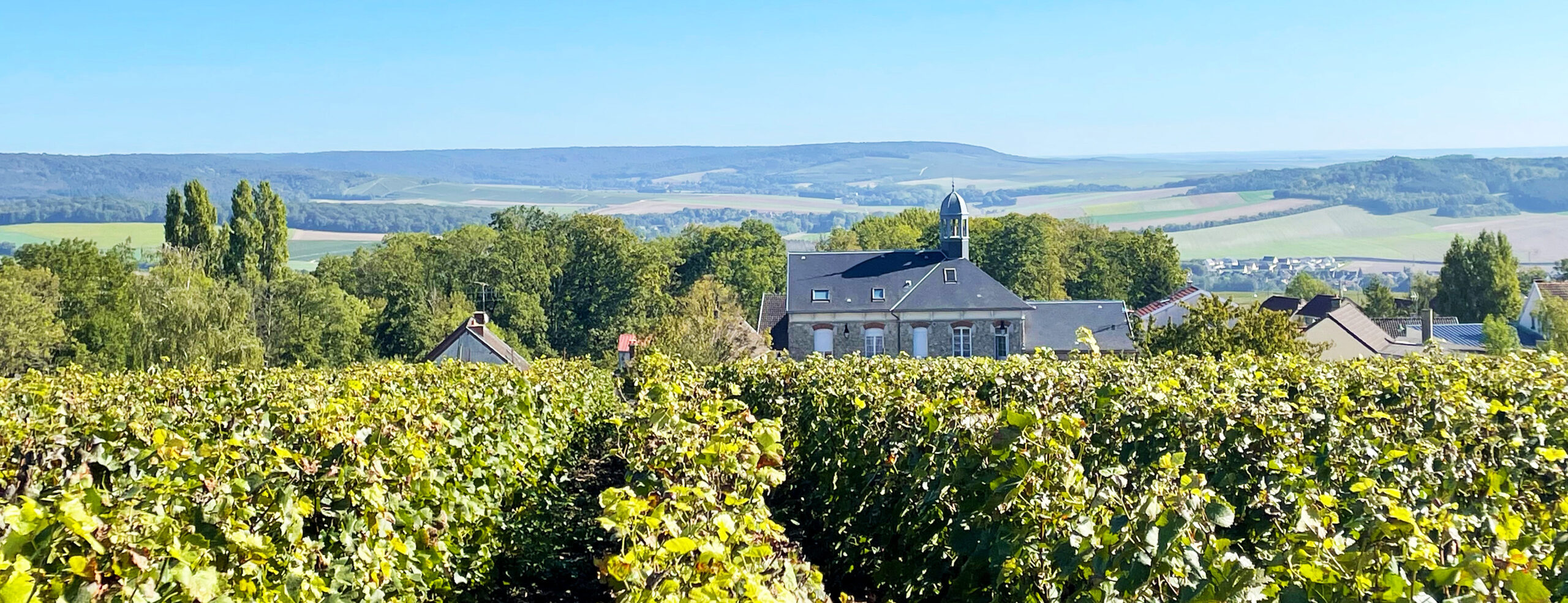 Sortie Vendanges 2023